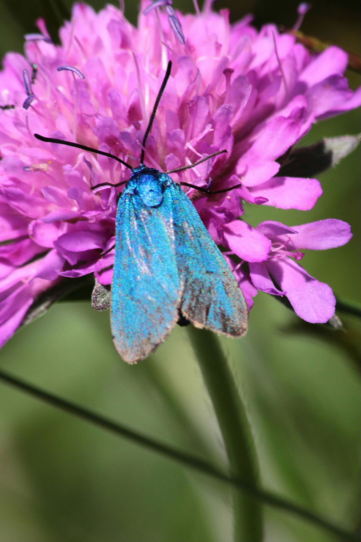 Lepidoptera da determinare-2